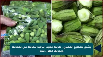 بشرى للمطبخ المصري.. طريقة تخزين البامية لتحافظ على نضارتها وجودتها لأطول فترة